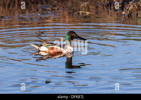 Le Canard souchet drake Banque D'Images