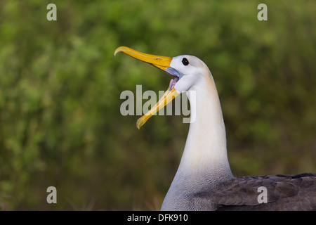 Albatros des Galapagos (Phoebastria irrorata) au cours de l'accouplement rituel piailler - Espanola Island, îles Galapagos. Banque D'Images