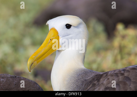 Albatros des Galapagos (Phoebastria irrorata) portrait - Espanola Island, îles Galapagos. Banque D'Images