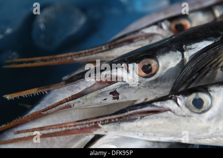 Bec demi-poisson, Koh Samui, Thaïlande Banque D'Images