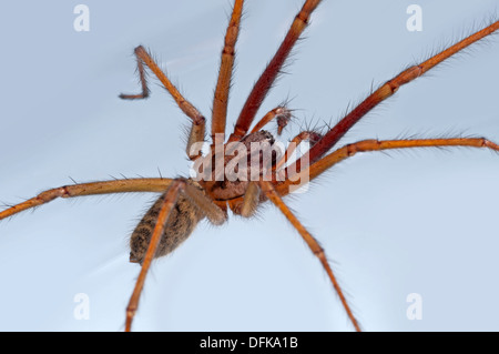 - Araignée araignée maison géant, Tegenaria duellica Banque D'Images