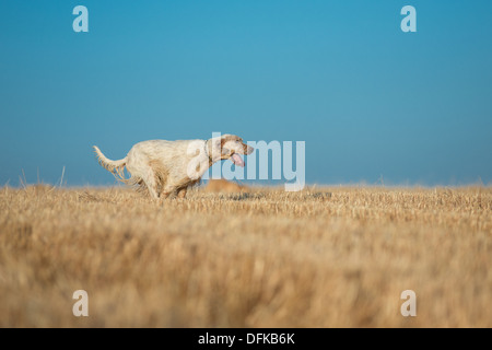 Setter en pointillé Banque D'Images