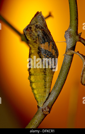 Pupa, papillon à queue de cyprès prêt à émerger Banque D'Images