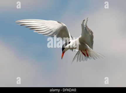 La Sterne pierregarin, Sterna hirundo, planant dans les airs Banque D'Images