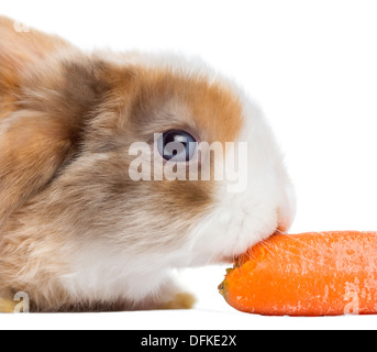 Mini Satin Lop lapin mangeant une carotte contre fond blanc Banque D'Images