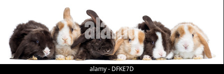 Groupe des lapins Satin Mini Lop against white background Banque D'Images