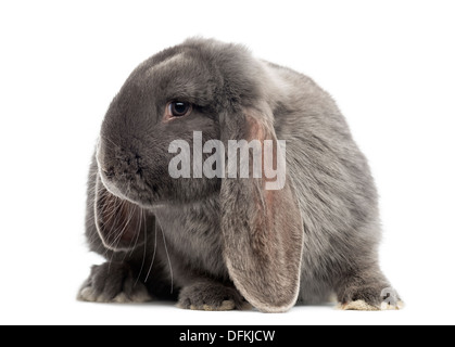 Lapin bélier français contre fond blanc Banque D'Images