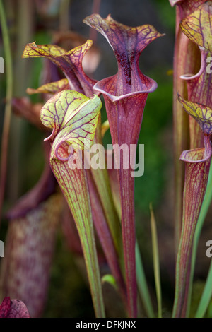 Sarracenia flava var ornata plante carnivore sarracénie jaune Banque D'Images