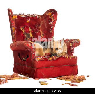 Berger allemand à la triste sur un fauteuil détruit against white background Banque D'Images