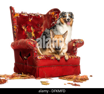 L'allemand et l'Australian Shepherd Dog sur un fauteuil détruit against white background Banque D'Images