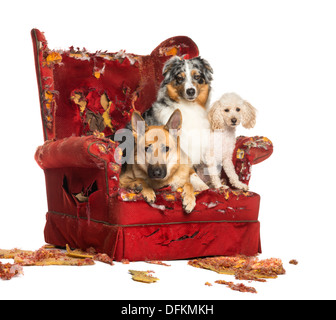 L'allemand et l'Australian Shepherd et détruit un Poodle fauteuil sur fond blanc Banque D'Images