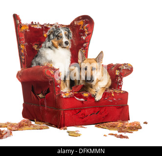 L'allemand et l'Australian Shepherd Dog sur un fauteuil détruit against white background Banque D'Images