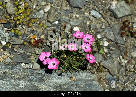 Dianthus pavonius Banque D'Images