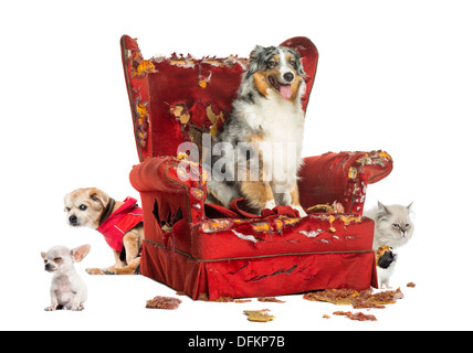 Groupe d'animaux domestiques sur détruit fauteuil sur fond blanc Banque D'Images