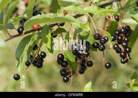 Le cerisier tardif, Prunus serotina Banque D'Images