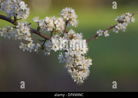 Prunellier, Prunus spinosa Banque D'Images