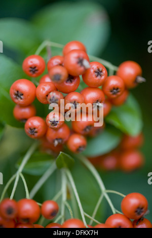 Multi, pyracantha coccinea Banque D'Images