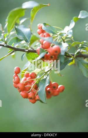 Multi, pyracantha coccinea Banque D'Images