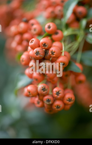 Multi, pyracantha coccinea Banque D'Images