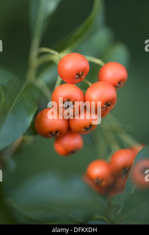 Multi, pyracantha coccinea Banque D'Images