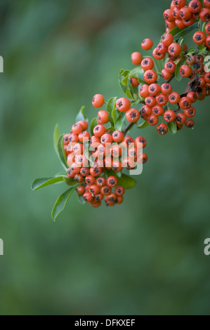 Multi, pyracantha coccinea Banque D'Images