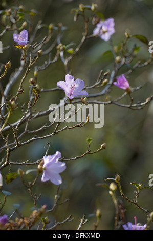 Rhododendron Banque D'Images