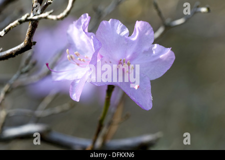 Rhododendron Banque D'Images