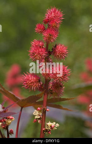 Le ricin, Ricinus communis Banque D'Images