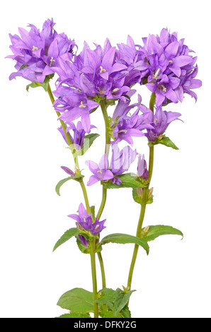 Campanula fleurs isolé sur fond blanc Banque D'Images