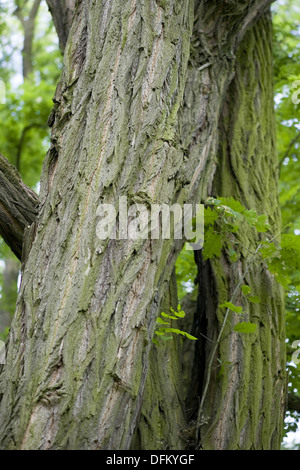 Le robinier Robinia pseudoacacia, Banque D'Images