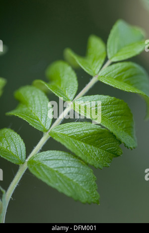 Rugusa rose, Rosa rugosa Banque D'Images