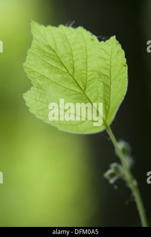 Dewberry européen, rubus caesius Banque D'Images