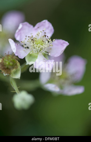 Blackberry, Rubus fruticosus Banque D'Images