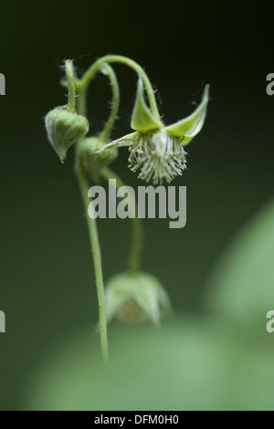 Framboisier, Rubus idaeus Banque D'Images