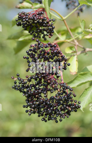 Elder, sambucus nigra Banque D'Images