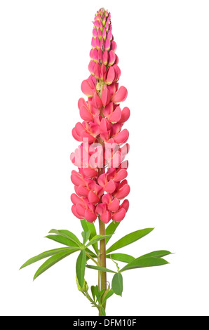 Lupinus flower isolated on a white background Banque D'Images