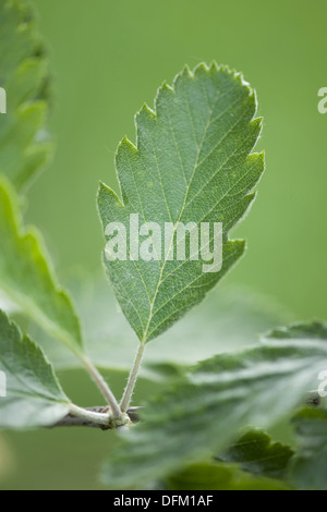 Sorbus aria, Quercus palustris Banque D'Images