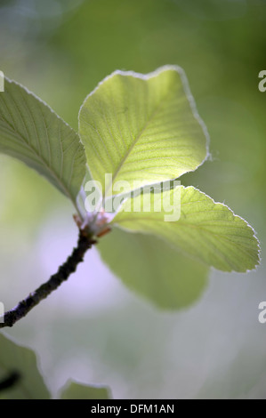 Sorbus aria, Quercus palustris Banque D'Images