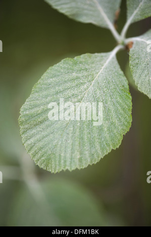 Sorbus aria, Quercus palustris Banque D'Images