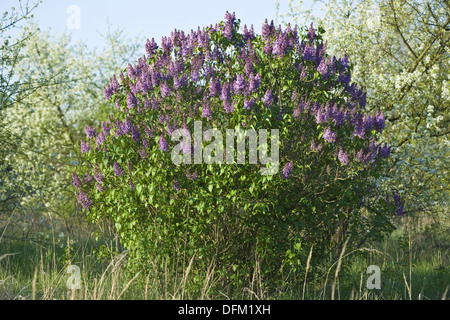 Syringa vulgaris, le lilas commun Banque D'Images