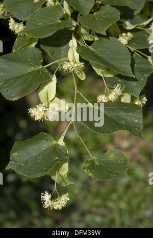 Tilleul à petites feuilles, Tilia cordata Banque D'Images