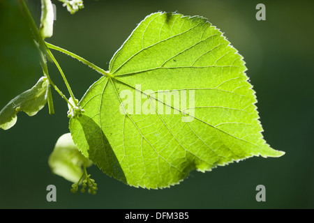 Tilleul à grandes feuilles, Tilia platyphyllos Banque D'Images