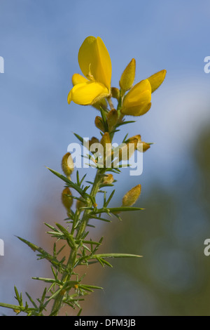 L'ajonc, Ulex europaeus Banque D'Images