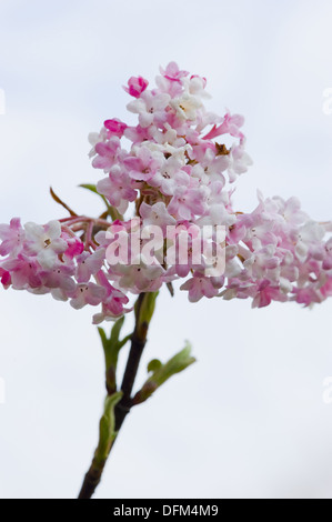 Viburnum bodnant, Viburnum x bodnantense Banque D'Images