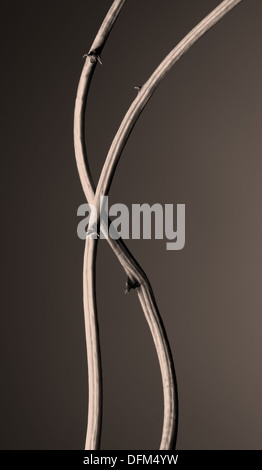 Deux brindilles d'ensemble réducteur, format vertical, image teintée Banque D'Images