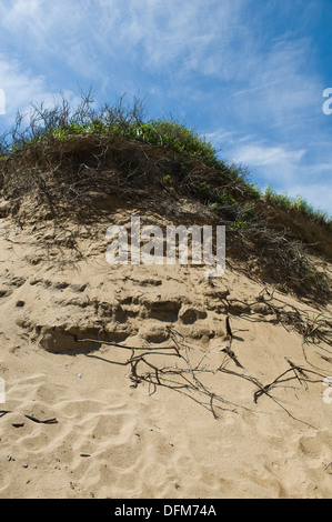 Plage, Truro, Cape Cod, USA. Banque D'Images