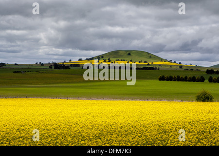 Les champs de canola briller sur un jour de tempête inbetween Smeaton et Clunes dans les champs aurifères de l'époque victorienne, l'Australie Banque D'Images