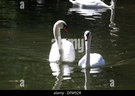 Une paire de cygnes nageant ensemble sur un petit étang suggérant la romance, l'appui et à la famille dans le monde naturel Banque D'Images