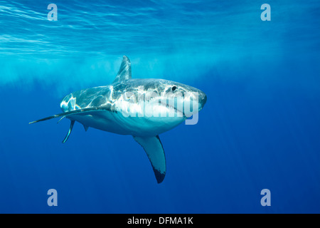 Un grand requin blanc de la baignade à l'île de Guadalupe, en quête de nourriture. Banque D'Images