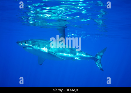 Un grand requin blanc de la baignade à l'île de Guadalupe, en quête de nourriture. Banque D'Images